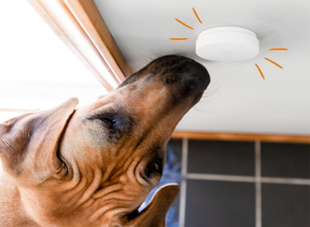 dog and its wireless doorbell