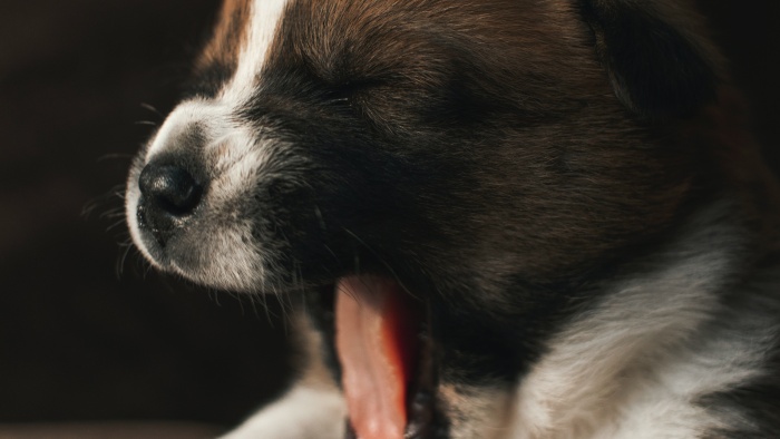 dog is yawning