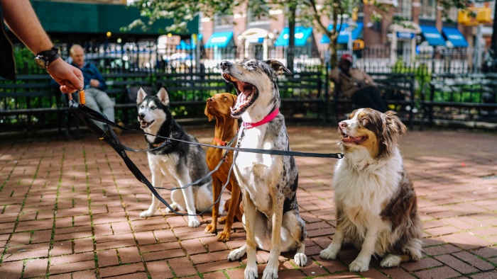 a dog is yawning a lot for meeting other pet